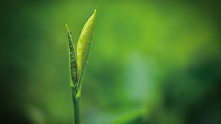 這片樹葉，改變了世界！