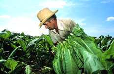 【5月8日】研究部署抓好當前農業(yè)生產等工作