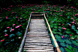 踱步花間，邂逅美麗