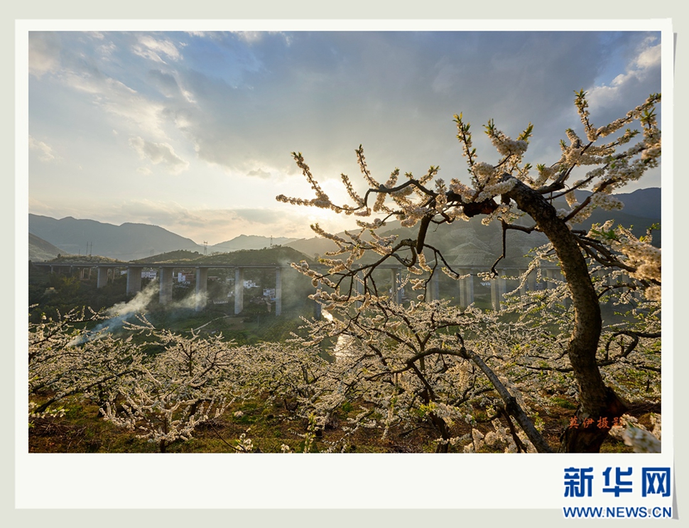 李花白，彩霞紅，春意濃