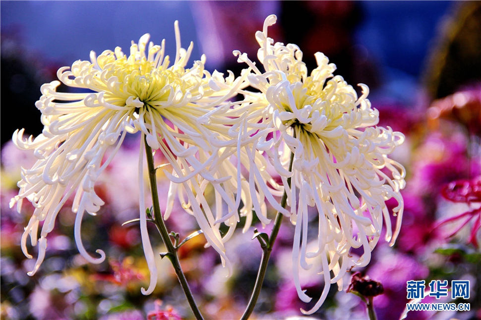 金秋時(shí)節(jié)，菊潤(rùn)車(chē)城