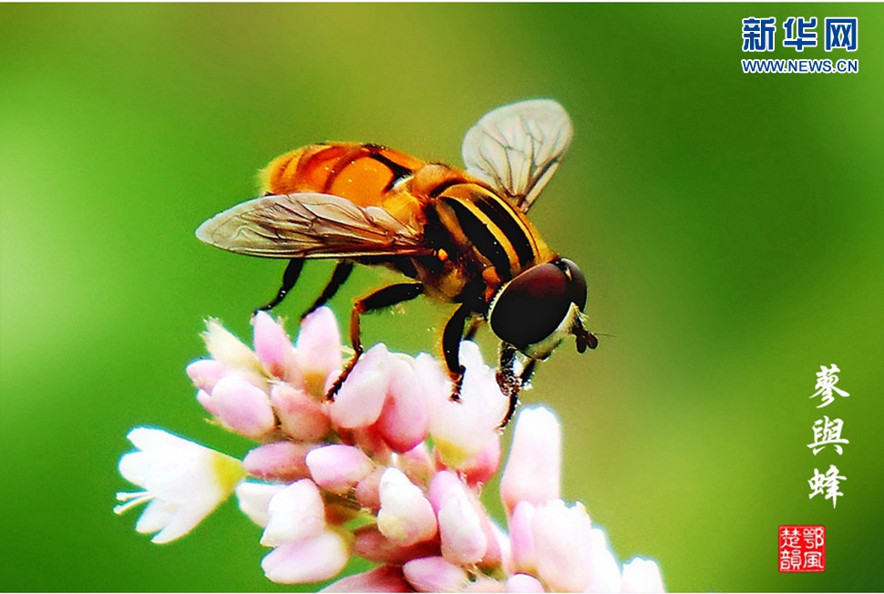 蓼與蜂、蜘蛛