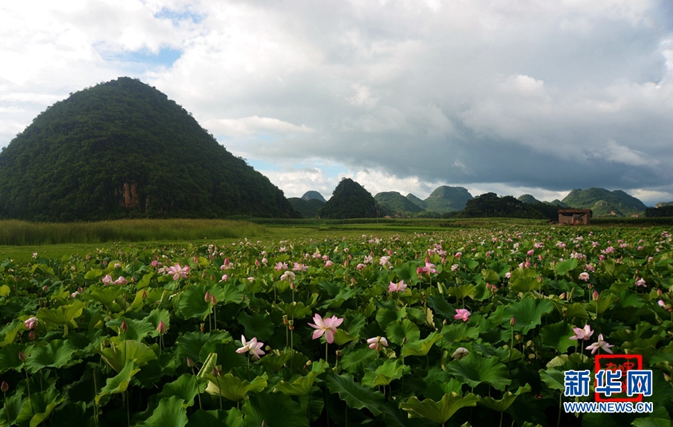 一生一世，萬畝荷花
