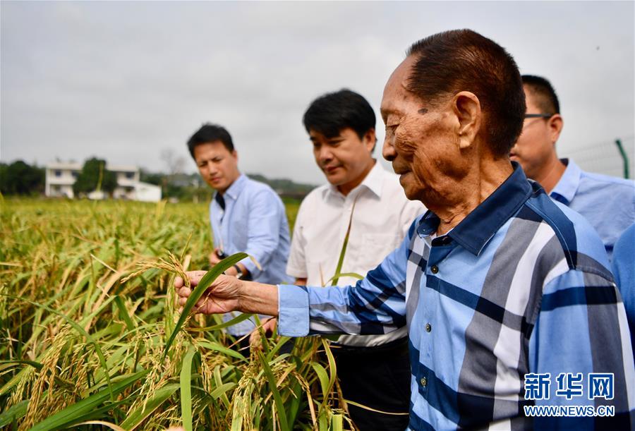 （新華視點(diǎn)·圖文互動(dòng)）（2）國(guó)家科技獎(jiǎng)3項(xiàng)授予“水稻科學(xué)家”，預(yù)示百姓飯碗將發(fā)生哪些革命？