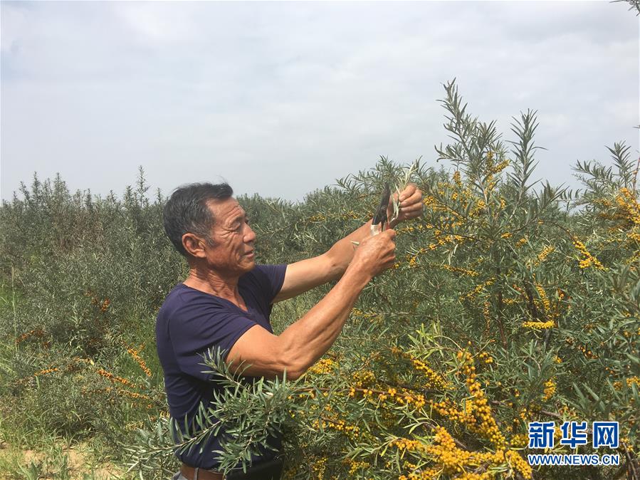 (新華全媒頭條·在習(xí)近平新時代中國特色社會主義思想指引下——新時代新作為新篇章·圖文互動)(9)綠富同興畫卷在沙海中鋪展——庫布其沙漠生態(tài)治理紀實