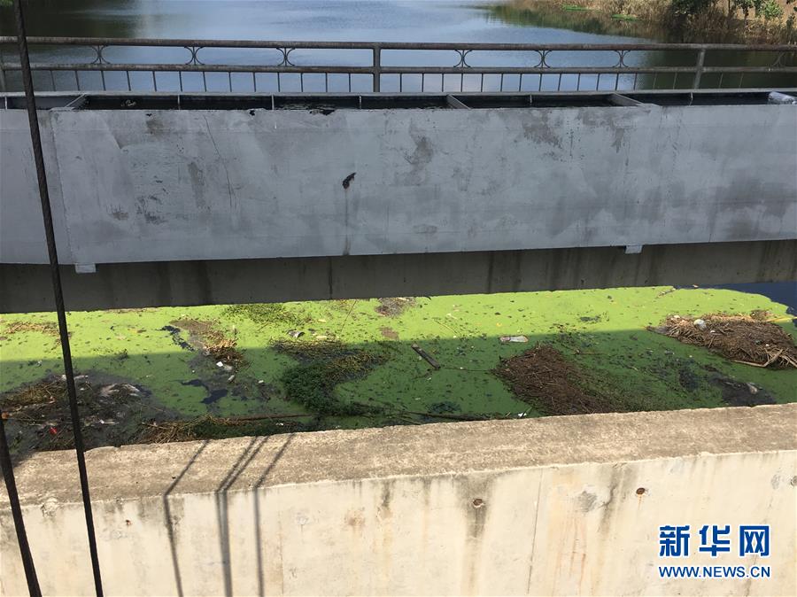 （新華視點(diǎn)·圖文互動(dòng)）（2）上游洪水來襲下游魚蟹死亡，泄洪為何變泄污？