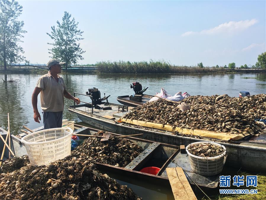 （新華視點(diǎn)·圖文互動(dòng)）（1）上游洪水來襲下游魚蟹死亡，泄洪為何變泄污？