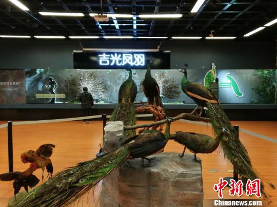 先有雞還是先有蛋？這個科普展覽有點“不一般”