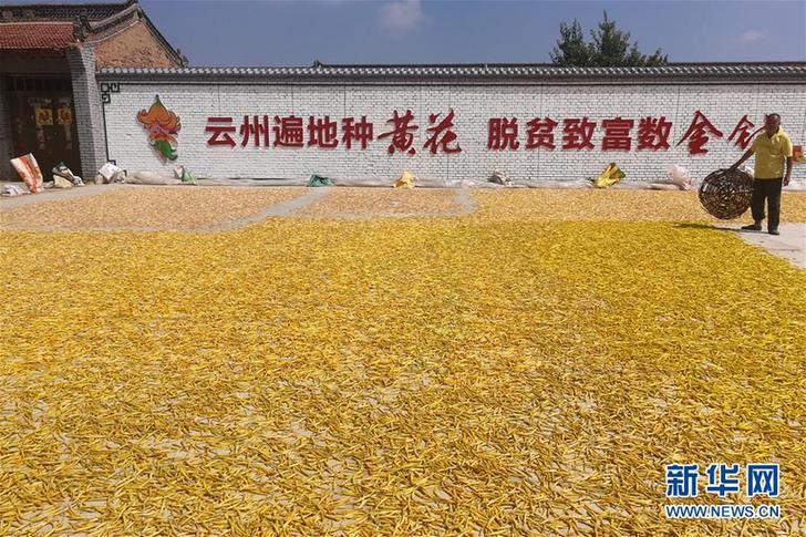 （在習(xí)近平新時(shí)代中國(guó)特色社會(huì)主義思想指引下——新時(shí)代新作為新篇章·鄉(xiāng)村振興戰(zhàn)略·圖文互動(dòng)）（2）一株忘憂草，萬(wàn)家喜眉梢——山西省大同市云州區(qū)黃花產(chǎn)業(yè)扶貧觀察