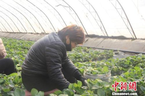 正值隆冬時(shí)節(jié)，山西省長(zhǎng)治市長(zhǎng)子縣天寒地凍，最低氣溫已有零下十幾度，當(dāng)?shù)氐氖卟舜笈飪?nèi)卻“春意盎然”、生機(jī)勃勃?！⊥蹙S寧 攝