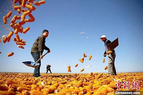 資料圖。農(nóng)民揮動鐵锨晾曬玉米，使得滿地盡帶“黃金甲”，成為一道靚麗的風景線。趙琳 攝