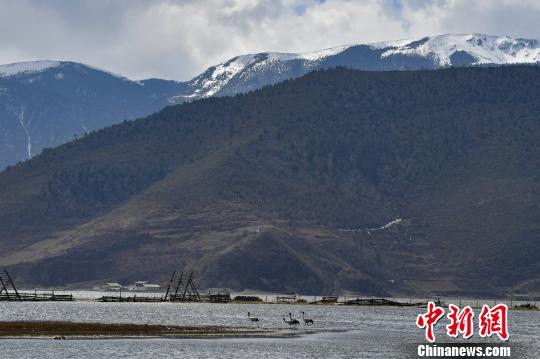 圖為在納帕海濕地棲息的候鳥(niǎo)?！⑷疥?yáng) 攝
