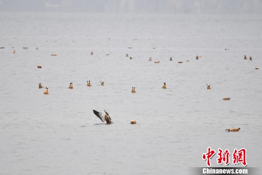 圖為在納帕海濕地棲息的候鳥(niǎo)?！⑷疥?yáng) 攝