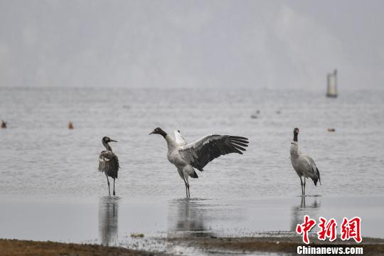 圖為在納帕海濕地棲息的黑頸鶴?！⑷疥?yáng) 攝