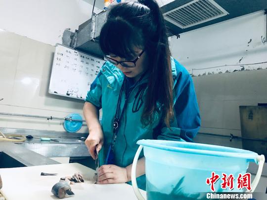 于雅麗在餌料操作間，準(zhǔn)備著動(dòng)物們的食物?！“瑧c龍 攝