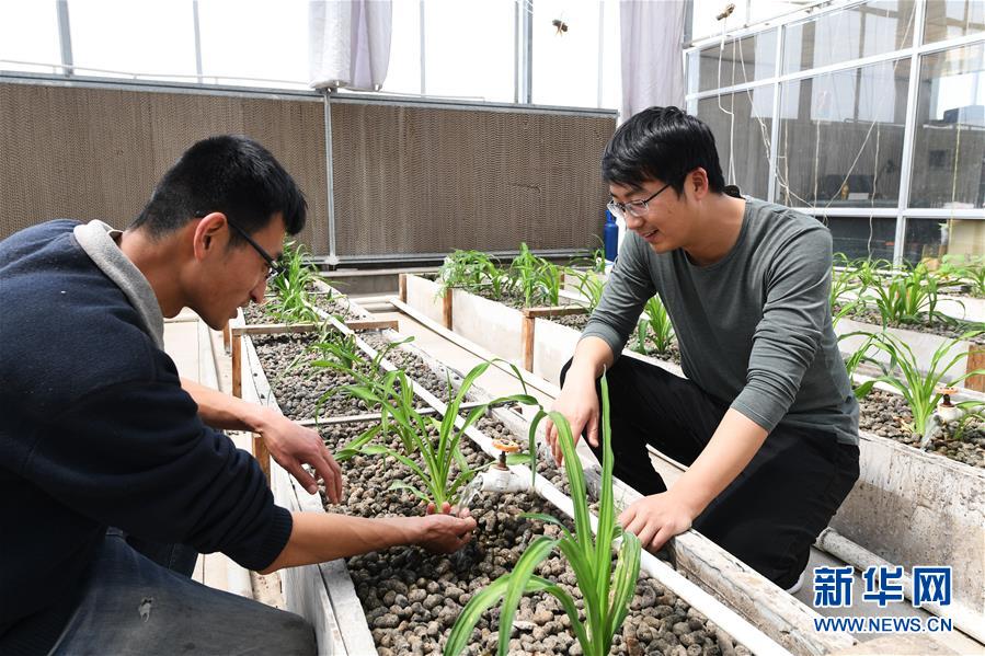 （在習(xí)近平新時(shí)代中國特色社會主義思想指引下——新時(shí)代新作為新篇章·圖文互動）（5）在綠色田野上書寫青春答卷——幾位“新農(nóng)民”的返鄉(xiāng)創(chuàng)業(yè)故事