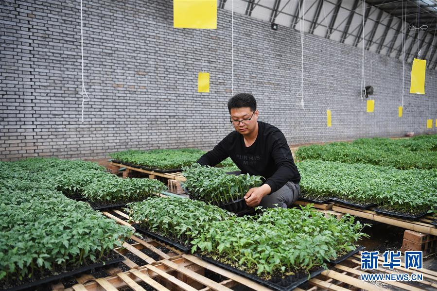 （在習(xí)近平新時(shí)代中國特色社會主義思想指引下——新時(shí)代新作為新篇章·圖文互動）（8）在綠色田野上書寫青春答卷——幾位“新農(nóng)民”的返鄉(xiāng)創(chuàng)業(yè)故事