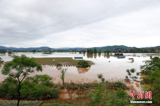 資料圖：湖南省臨武縣武水鎮(zhèn)、南強(qiáng)鎮(zhèn)、汾市鎮(zhèn)、水東鎮(zhèn)、金江鎮(zhèn)等鄉(xiāng)鎮(zhèn)遭遇特大暴雨襲擊，導(dǎo)致大量民房和農(nóng)田被淹。據(jù)不完全統(tǒng)計(jì)，該縣數(shù)千戶民房被淹，數(shù)十萬(wàn)畝農(nóng)田、果園、煙田被淹斷收，直接經(jīng)濟(jì)損失達(dá)數(shù)千萬(wàn)元。災(zāi)情發(fā)生后，當(dāng)?shù)卣跋嚓P(guān)部門(mén)第一時(shí)間奔赴受災(zāi)鄉(xiāng)鎮(zhèn)轉(zhuǎn)移群眾，察看災(zāi)情并積極組織村民排澇自救、發(fā)放救災(zāi)物資、開(kāi)展保險(xiǎn)理賠等工作。目前救災(zāi)工作正在有序進(jìn)行，無(wú)人員傷亡。唐盛歡 攝