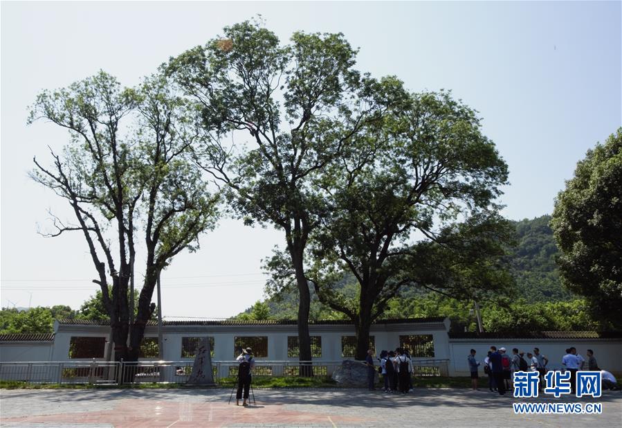 （壯麗70年·奮斗新時(shí)代——記者再走長征路·圖文互動(dòng)）（6）“紅軍樹”下憶初心、守初心