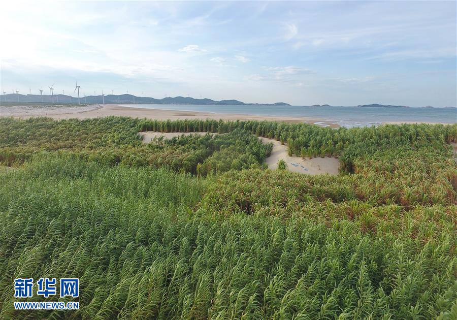 （不忘初心、牢記使命·圖文互動(dòng)）（2）拳拳寸草心 濃濃報(bào)國情——記“菌草之父”林占熺