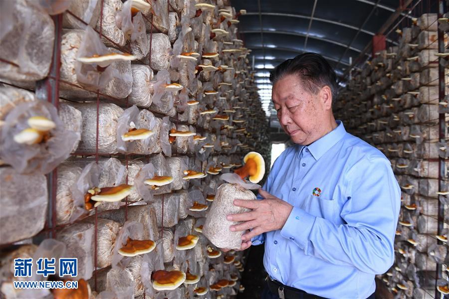 （不忘初心、牢記使命·圖文互動(dòng)）（1）拳拳寸草心 濃濃報(bào)國情——記“菌草之父”林占熺