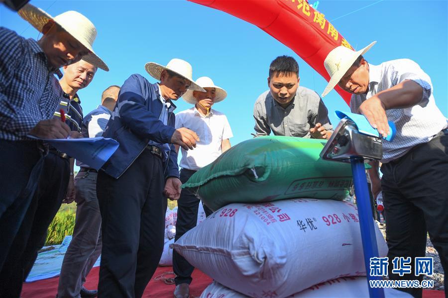 （圖文互動）（2）1046.3公斤！袁隆平第三代雜交水稻首次公開測產(chǎn)