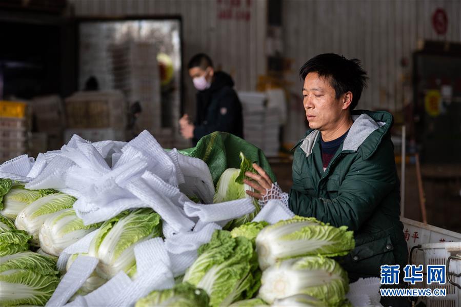 （抓好春耕備耕 穩(wěn)住農(nóng)業(yè)生產(chǎn)·圖文互動）（2）“栽種的是菜苗，收獲的是希望”——云南蔬菜集散地通?？h春耕見聞 