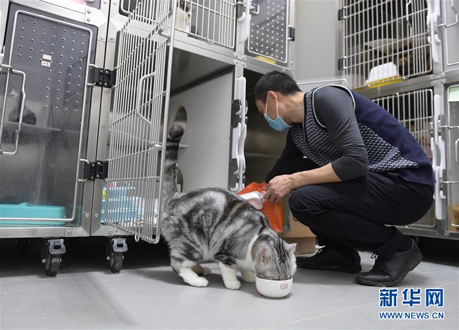 （聚焦疫情防控）（1）武漢：動物醫(yī)院里的臨時(shí)“奶爸”