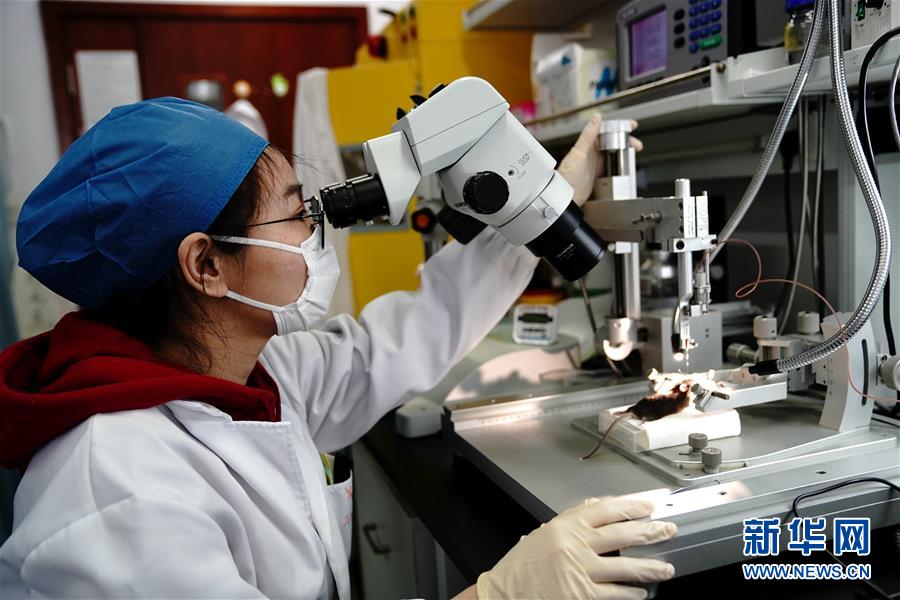 （圖文互動(dòng)）（2）攻擊行為如何被大腦控制？科學(xué)家在小鼠大腦中發(fā)現(xiàn)“調(diào)節(jié)開關(guān)”