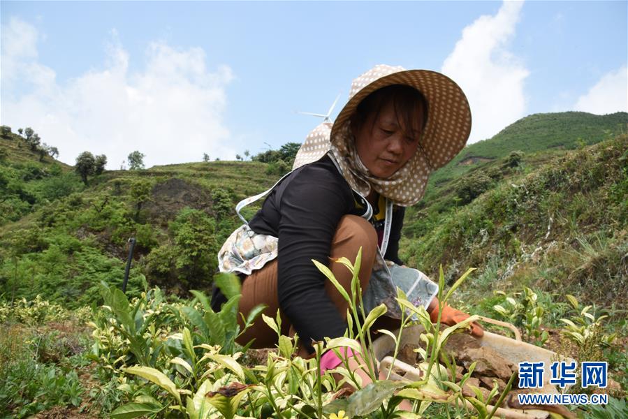 （新華全媒頭條·圖文互動(dòng)）（14）初夏，循著總書記的腳步探訪產(chǎn)業(yè)扶貧新事