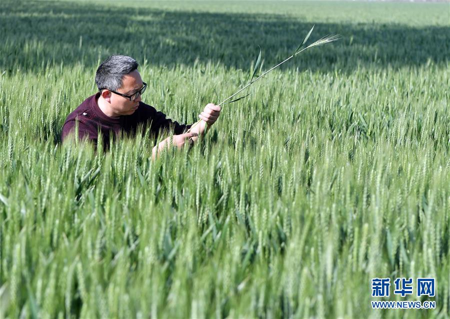 （在習(xí)近平新時(shí)代中國(guó)特色社會(huì)主義思想指引下——新時(shí)代新作為新篇章·習(xí)近平總書記關(guān)切事·圖文互動(dòng)）（5）新農(nóng)事、新希望——夏收前田間新動(dòng)態(tài)掃描