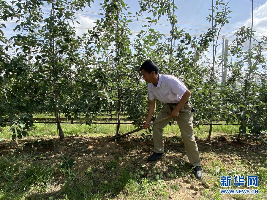 （決戰(zhàn)決勝脫貧攻堅·圖文互動）（1）高原紅了，日子好了——貴州海拔最高縣發(fā)展蘋果產(chǎn)業(yè)見聞