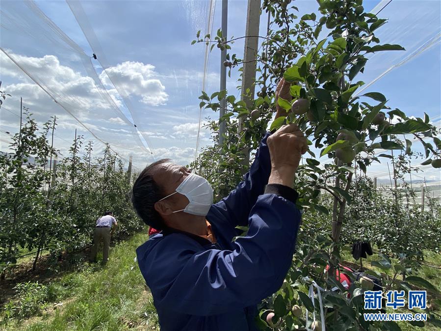 （決戰(zhàn)決勝脫貧攻堅·圖文互動）（2）高原紅了，日子好了——貴州海拔最高縣發(fā)展蘋果產(chǎn)業(yè)見聞
