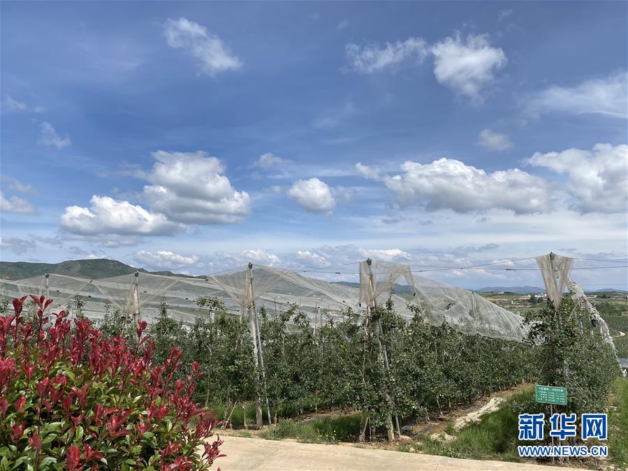 （決戰(zhàn)決勝脫貧攻堅·圖文互動）（3）高原紅了，日子好了——貴州海拔最高縣發(fā)展蘋果產(chǎn)業(yè)見聞