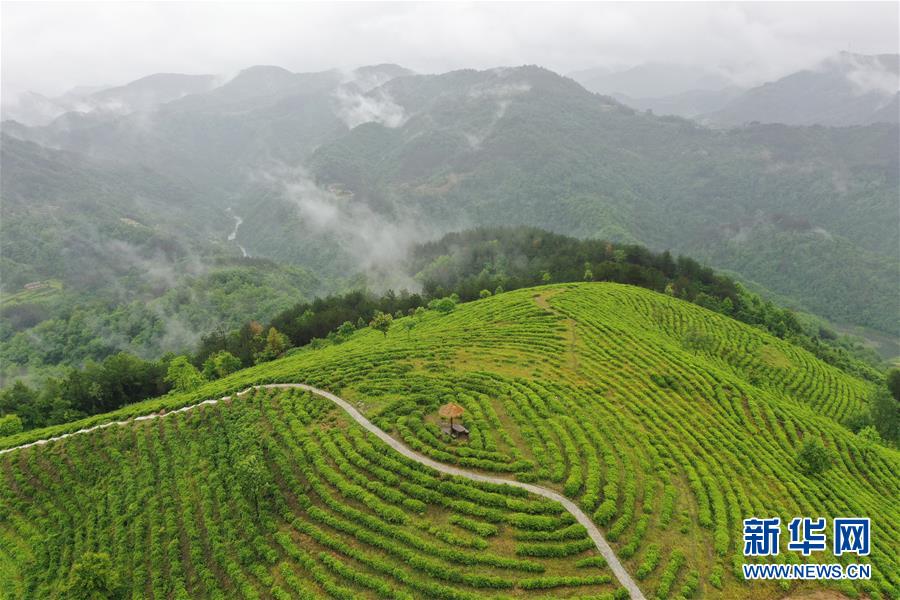 （走向我們的小康生活·圖文互動）（8）綠了青山，紅了日子——秦巴山區(qū)群眾繪出小康“調(diào)色板”