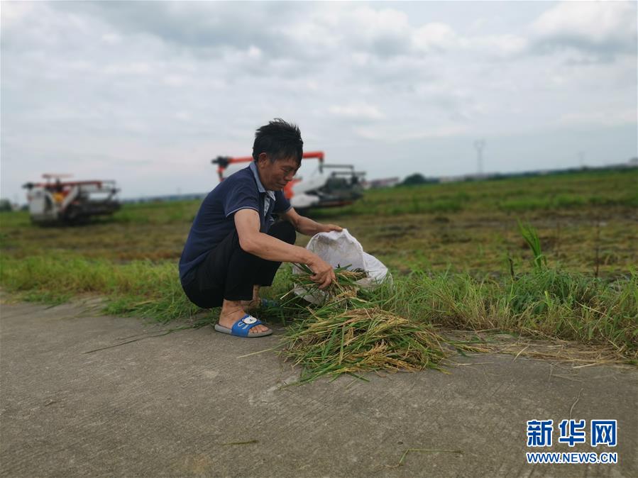 （新華視點(diǎn)·聚焦餐桌外的浪費(fèi)·圖文互動(dòng)）（1）顆粒歸倉為何難實(shí)現(xiàn)？我國(guó)糧食收割環(huán)節(jié)損失驚人