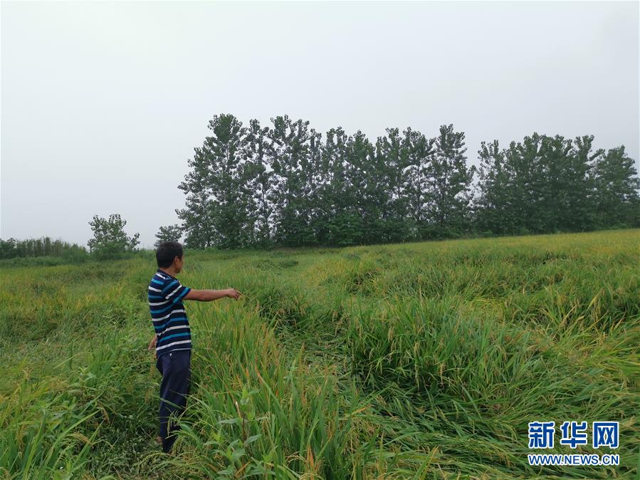 （新華視點(diǎn)·聚焦餐桌外的浪費(fèi)·圖文互動(dòng)）（2）顆粒歸倉為何難實(shí)現(xiàn)？我國(guó)糧食收割環(huán)節(jié)損失驚人
