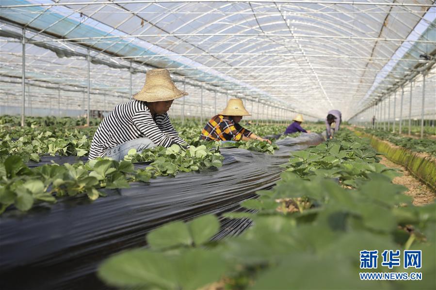 （新華全媒頭條·決戰(zhàn)決勝脫貧攻堅·督戰(zhàn)未摘帽貧困縣·圖文互動）（12）不獲全勝，決不收兵——全國52個掛牌督戰(zhàn)貧困縣脫貧攻堅紀(jì)實
