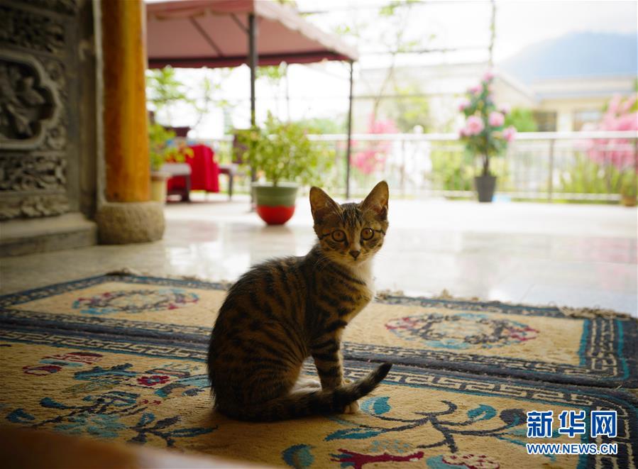 （走向我們的小康生活·決戰(zhàn)決勝脫貧攻堅(jiān)·圖文互動(dòng)）（3）甘青交界處的跨越——保安族、撒拉族的脫貧故事