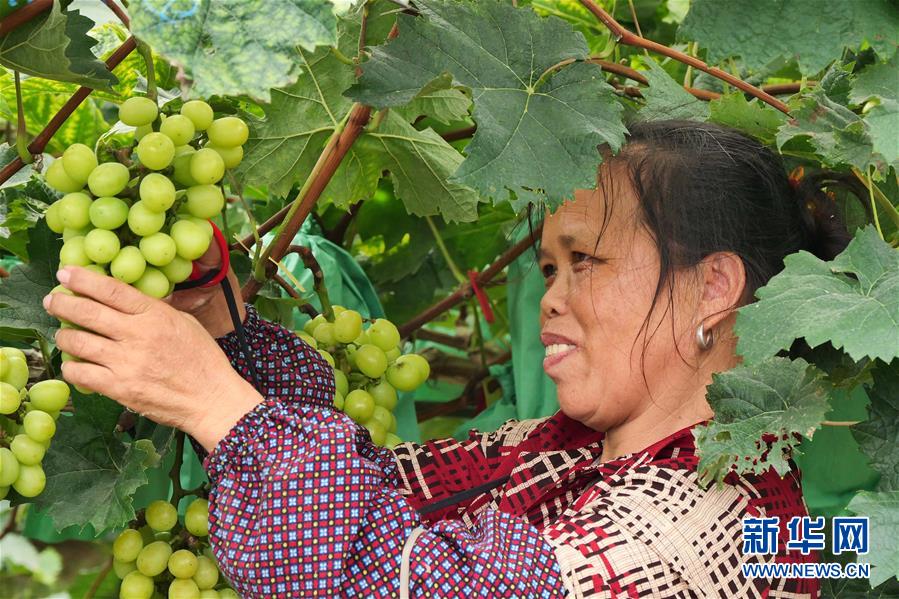 （決戰(zhàn)決勝脫貧攻堅·圖文互動）（2）同飲一江水 攜手“斬窮根”——深圳對口廣西河池、百色扶貧協(xié)作見聞