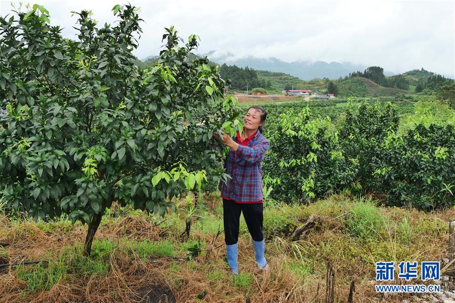 （決戰(zhàn)決勝脫貧攻堅·圖文互動）（10）同飲一江水 攜手“斬窮根”——深圳對口廣西河池、百色扶貧協(xié)作見聞