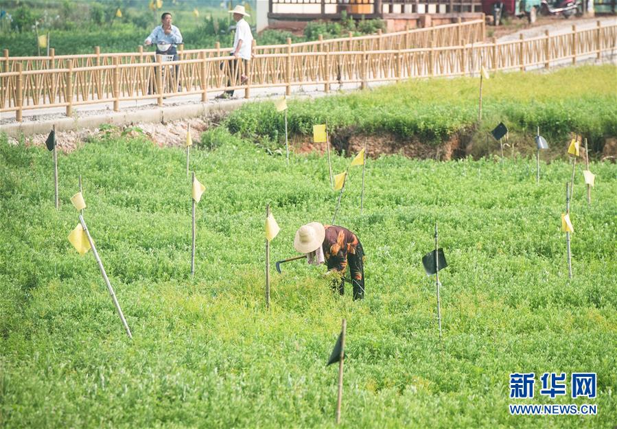 （新華全媒頭條·走向我們的小康生活·圖文互動(dòng)）（9）特殊之年，荊楚大地書(shū)寫(xiě)不平凡的答卷