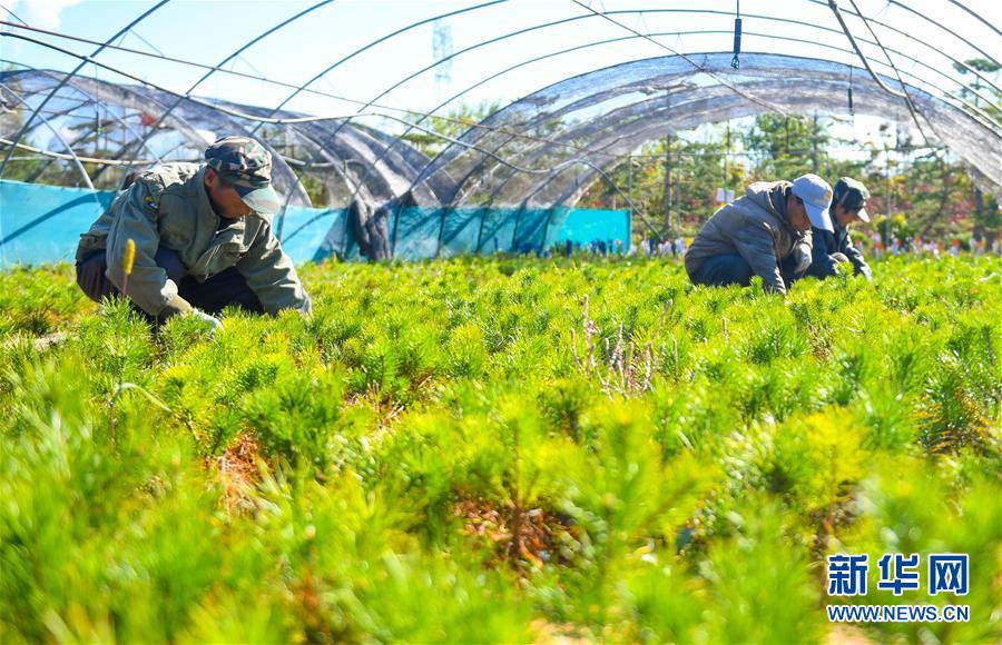 （在習(xí)近平新時代中國特色社會主義思想指引下——新時代新作為新篇章·習(xí)近平總書記關(guān)切事·圖文互動）（8）綠意，在黃沙中鋪展——我國防沙治沙紀實