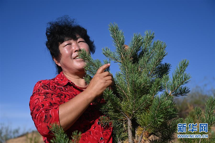 （在習(xí)近平新時代中國特色社會主義思想指引下——新時代新作為新篇章·習(xí)近平總書記關(guān)切事·圖文互動）（5）綠意，在黃沙中鋪展——我國防沙治沙紀實