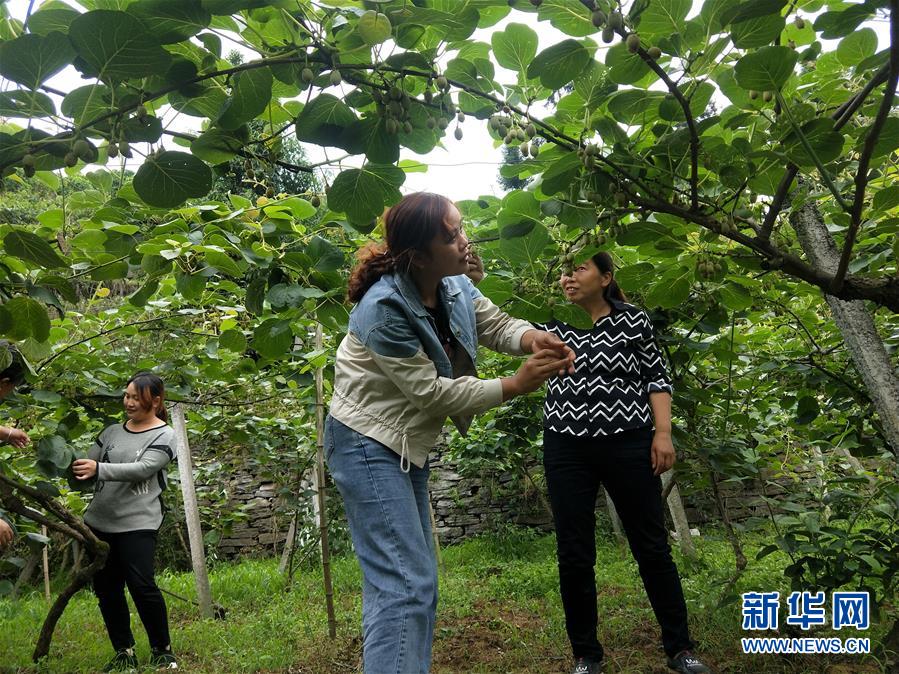 （新華全媒頭條·圖文互動(dòng)）（10）初夏，循著總書記的腳步探訪產(chǎn)業(yè)扶貧新事