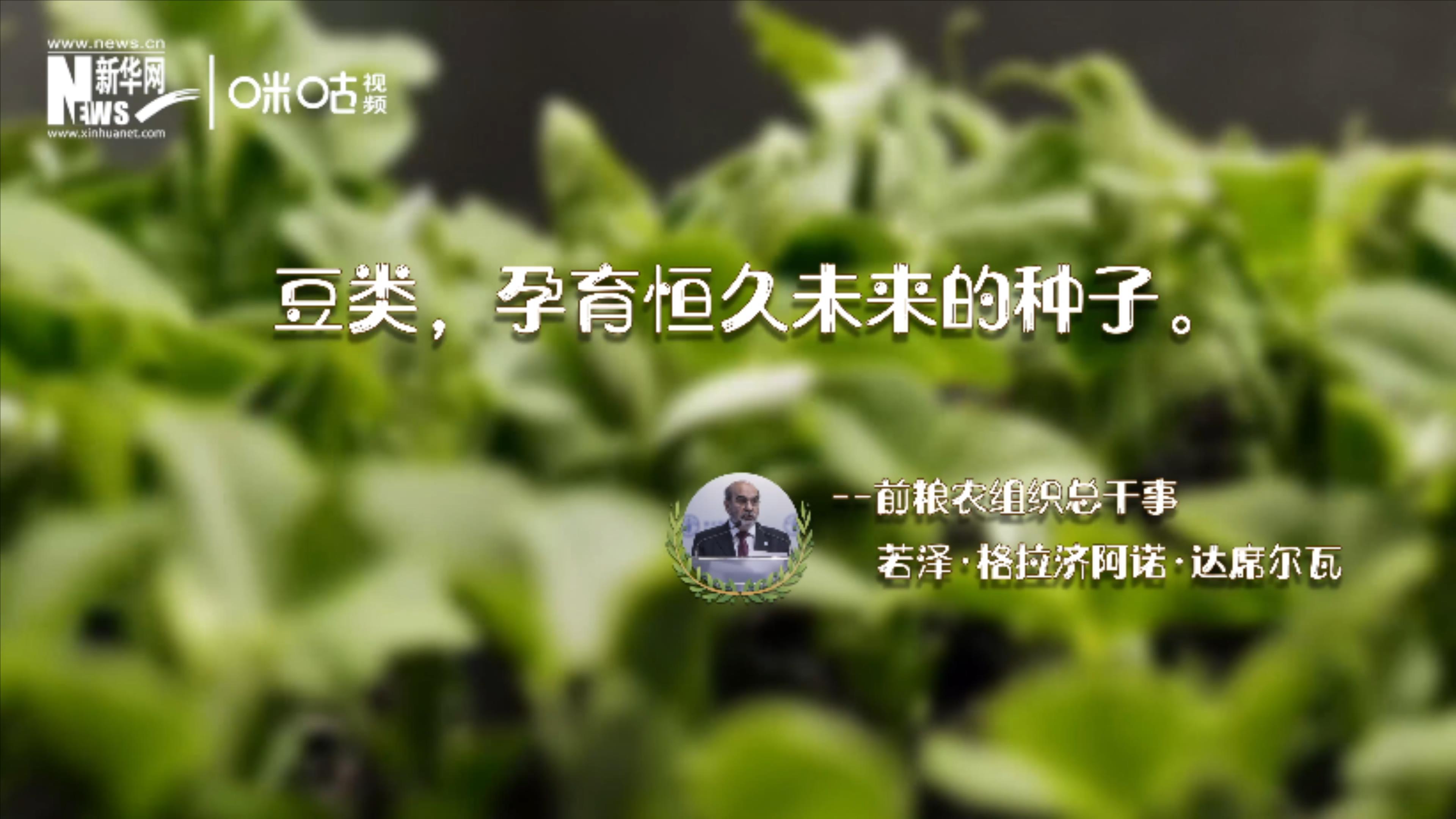 豆類(lèi)，孕育恒久未來(lái)的種子