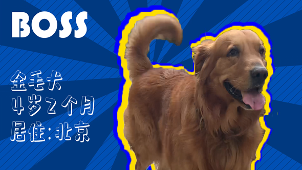 有效拴繩&科學(xué)遛狗——如何文明養(yǎng)犬？“撿屎官”們快看過來！