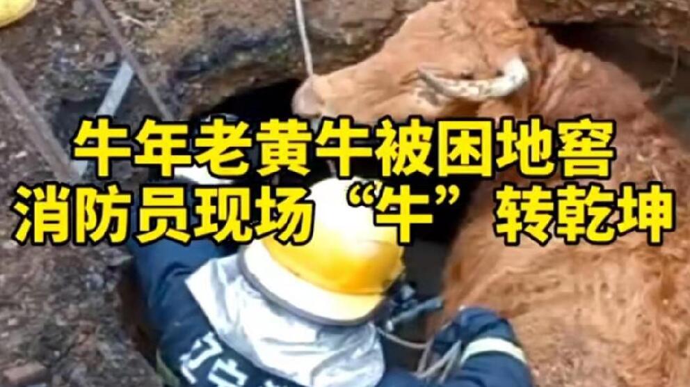 牛年老黃牛被困地窖，消防員現(xiàn)場(chǎng)“牛”轉(zhuǎn)乾坤！