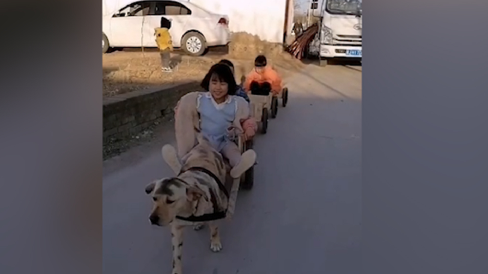 男子給孩子做縮小版小火車(chē)，家里的狗狗做動(dòng)力拉著孩子上學(xué)
