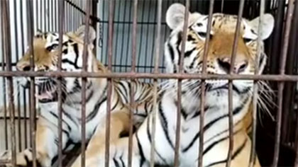 專家分析：老虎咬死飼養(yǎng)員事件 暴露哪些問題？